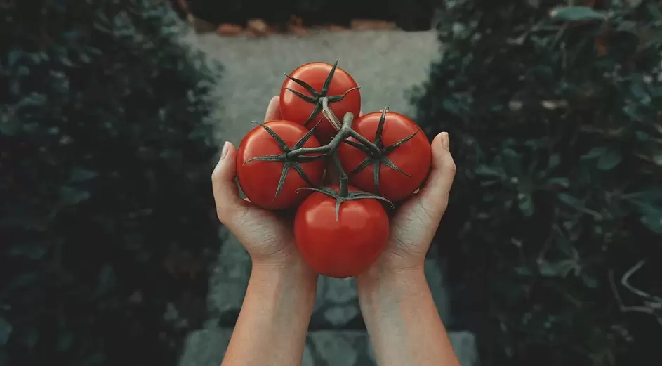 rajčice za potenciju
